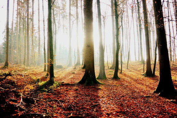 Picture of sun lit forest