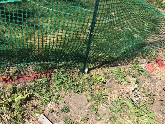 Picture of temporary fence.